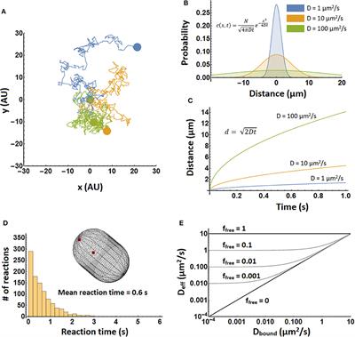 How Important Is Protein Diffusion in Prokaryotes?